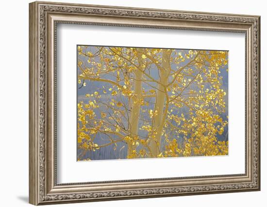 Aspen Trees, White River National Forest Colorado, USA-Charles Gurche-Framed Photographic Print