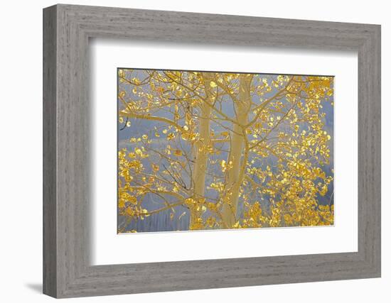 Aspen Trees, White River National Forest Colorado, USA-Charles Gurche-Framed Photographic Print