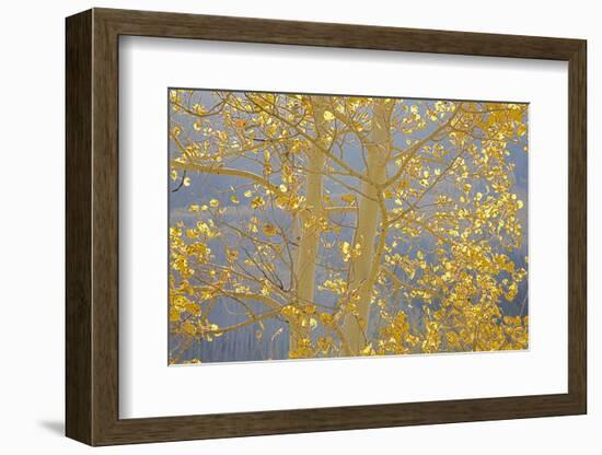 Aspen Trees, White River National Forest Colorado, USA-Charles Gurche-Framed Photographic Print