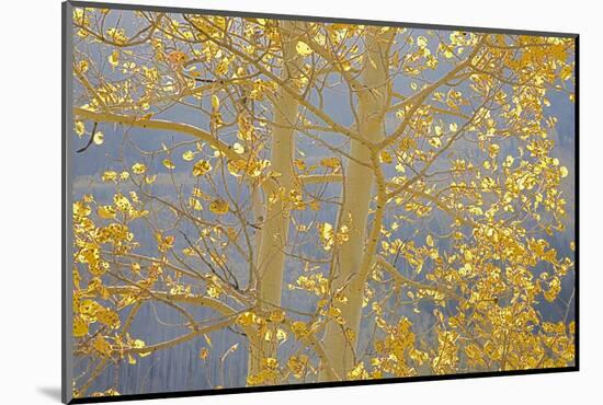 Aspen Trees, White River National Forest Colorado, USA-Charles Gurche-Mounted Photographic Print