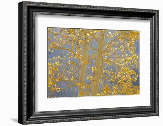 Aspen Trees, White River National Forest Colorado, USA-Charles Gurche-Framed Photographic Print