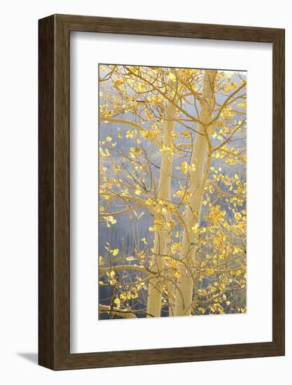 Aspen Trees, White River National Forest Colorado, USA-Charles Gurche-Framed Photographic Print