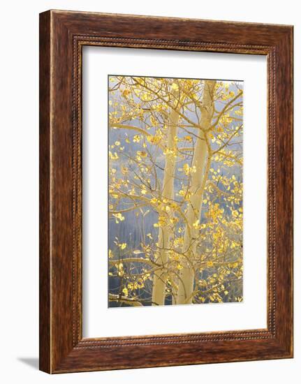 Aspen Trees, White River National Forest Colorado, USA-Charles Gurche-Framed Photographic Print