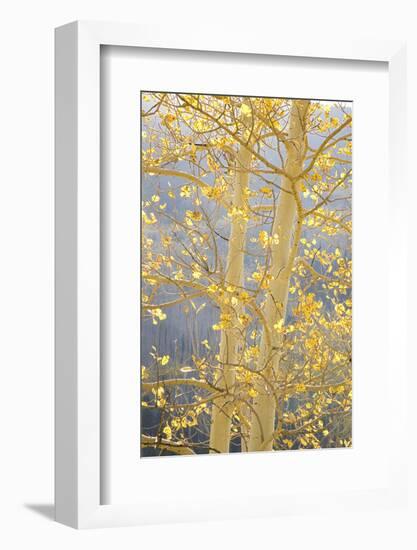 Aspen Trees, White River National Forest Colorado, USA-Charles Gurche-Framed Photographic Print