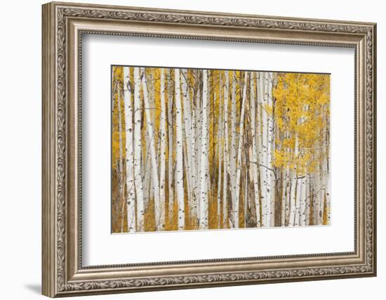 Aspen Trees, White River National Forest Colorado, USA-Charles Gurche-Framed Photographic Print