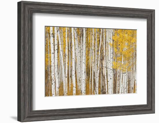 Aspen Trees, White River National Forest Colorado, USA-Charles Gurche-Framed Photographic Print