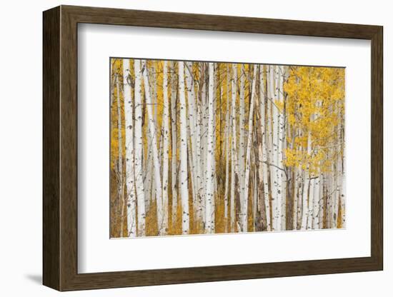 Aspen Trees, White River National Forest Colorado, USA-Charles Gurche-Framed Photographic Print