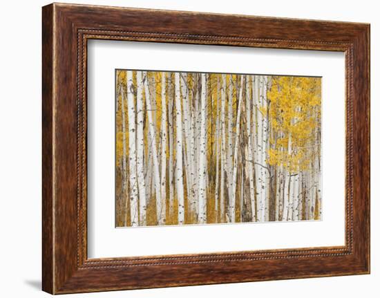 Aspen Trees, White River National Forest Colorado, USA-Charles Gurche-Framed Photographic Print