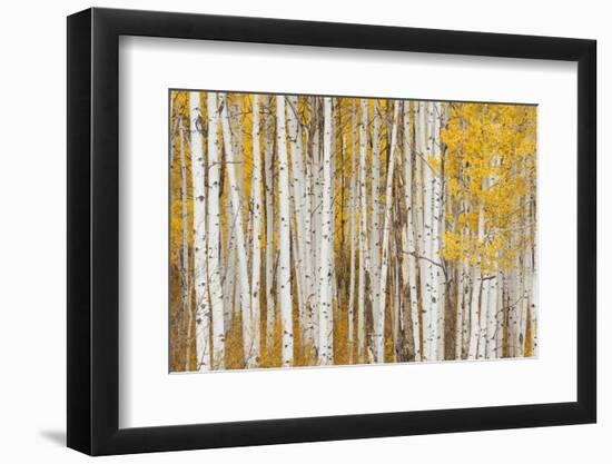 Aspen Trees, White River National Forest Colorado, USA-Charles Gurche-Framed Photographic Print