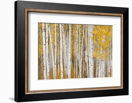 Aspen Trees, White River National Forest Colorado, USA-Charles Gurche-Framed Photographic Print