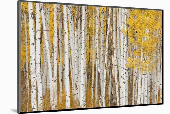 Aspen Trees, White River National Forest Colorado, USA-Charles Gurche-Mounted Photographic Print