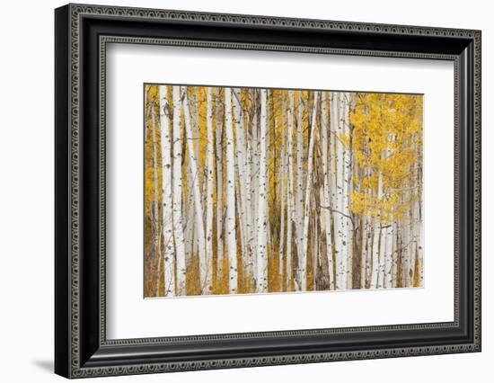 Aspen Trees, White River National Forest Colorado, USA-Charles Gurche-Framed Photographic Print