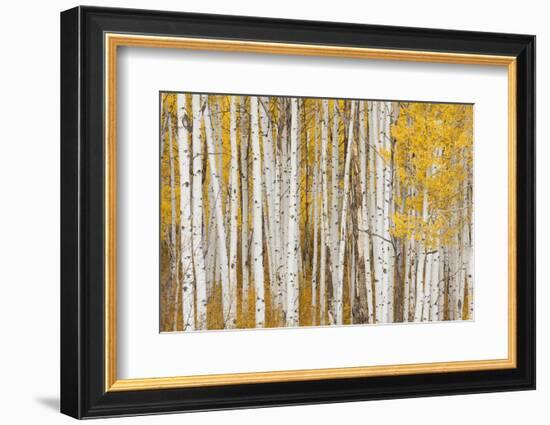 Aspen Trees, White River National Forest Colorado, USA-Charles Gurche-Framed Photographic Print