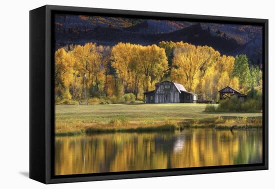 Aspen Trees with Barn-Jamie Cook-Framed Premier Image Canvas