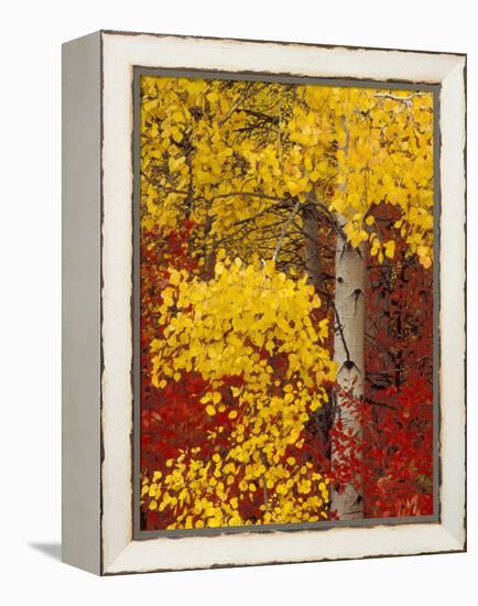 Aspen Trees with Golden Leaves, Wenatchee National Forest, Washington, USA-Jamie & Judy Wild-Framed Premier Image Canvas