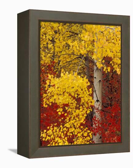 Aspen Trees with Golden Leaves, Wenatchee National Forest, Washington, USA-Jamie & Judy Wild-Framed Premier Image Canvas