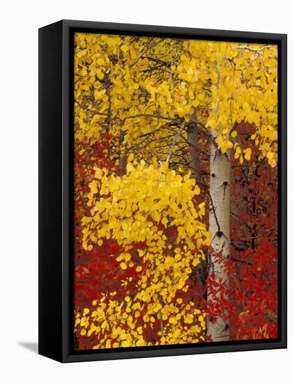 Aspen Trees with Golden Leaves, Wenatchee National Forest, Washington, USA-Jamie & Judy Wild-Framed Premier Image Canvas