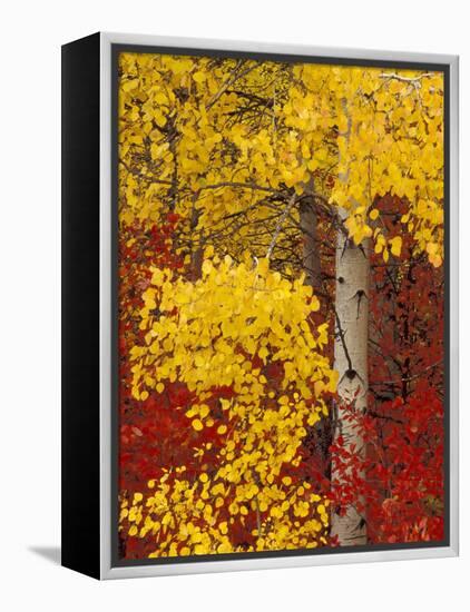 Aspen Trees with Golden Leaves, Wenatchee National Forest, Washington, USA-Jamie & Judy Wild-Framed Premier Image Canvas