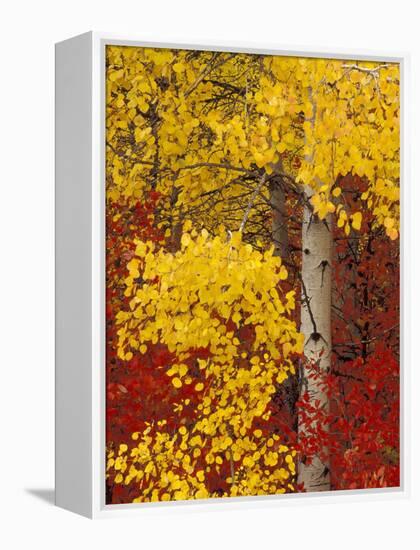 Aspen Trees with Golden Leaves, Wenatchee National Forest, Washington, USA-Jamie & Judy Wild-Framed Premier Image Canvas