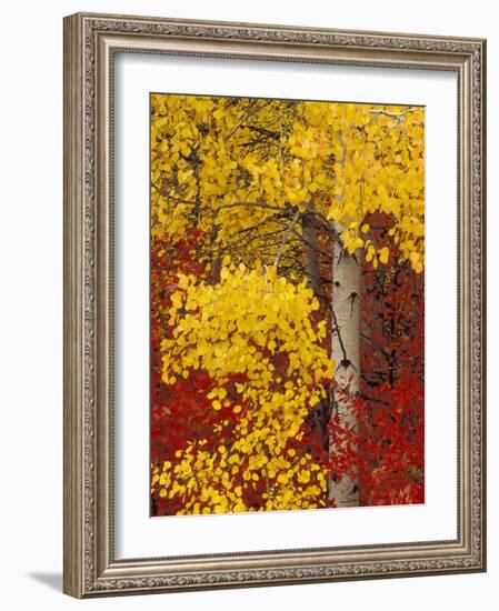 Aspen Trees with Golden Leaves, Wenatchee National Forest, Washington, USA-Jamie & Judy Wild-Framed Photographic Print