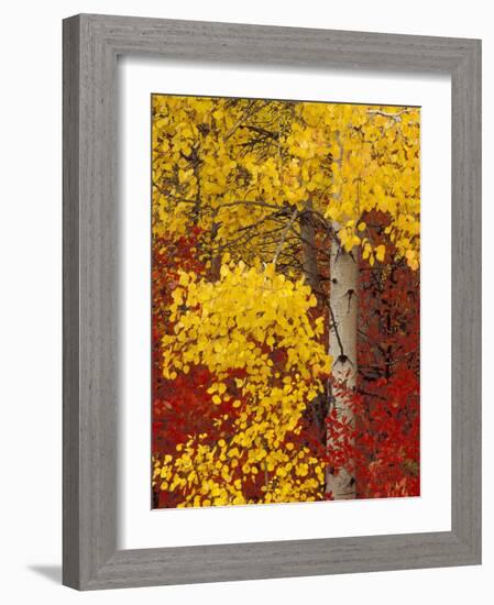 Aspen Trees with Golden Leaves, Wenatchee National Forest, Washington, USA-Jamie & Judy Wild-Framed Photographic Print