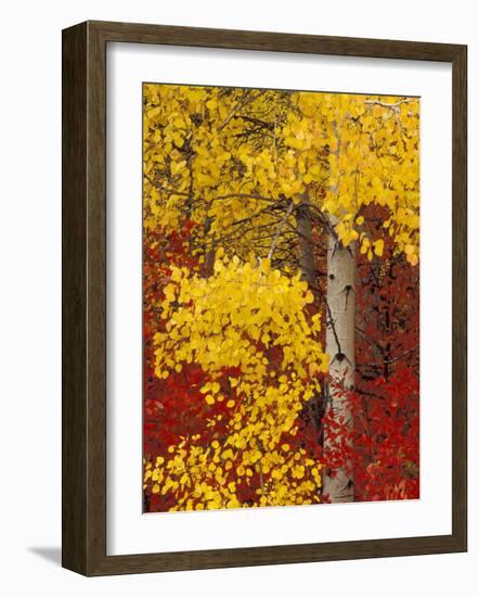 Aspen Trees with Golden Leaves, Wenatchee National Forest, Washington, USA-Jamie & Judy Wild-Framed Photographic Print