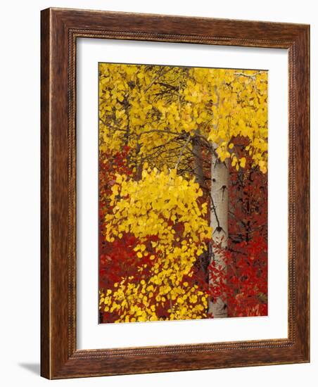 Aspen Trees with Golden Leaves, Wenatchee National Forest, Washington, USA-Jamie & Judy Wild-Framed Photographic Print