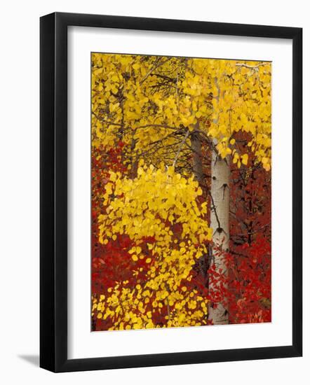 Aspen Trees with Golden Leaves, Wenatchee National Forest, Washington, USA-Jamie & Judy Wild-Framed Photographic Print