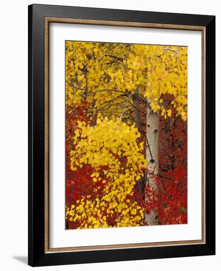 Aspen Trees with Golden Leaves, Wenatchee National Forest, Washington, USA-Jamie & Judy Wild-Framed Photographic Print