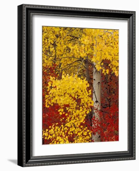 Aspen Trees with Golden Leaves, Wenatchee National Forest, Washington, USA-Jamie & Judy Wild-Framed Photographic Print