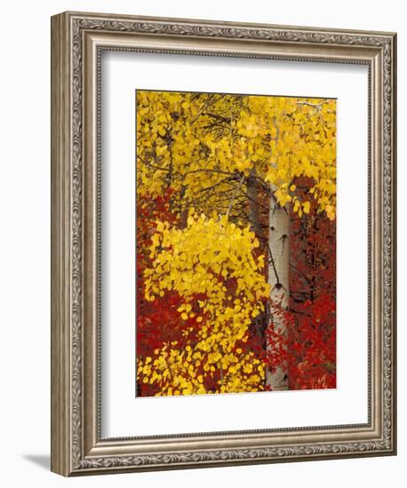 Aspen Trees with Golden Leaves, Wenatchee National Forest, Washington, USA-Jamie & Judy Wild-Framed Photographic Print