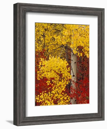 Aspen Trees with Golden Leaves, Wenatchee National Forest, Washington, USA-Jamie & Judy Wild-Framed Photographic Print