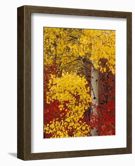 Aspen Trees with Golden Leaves, Wenatchee National Forest, Washington, USA-Jamie & Judy Wild-Framed Photographic Print