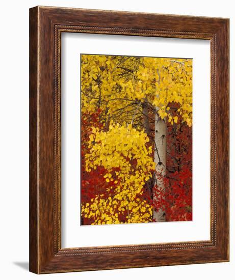 Aspen Trees with Golden Leaves, Wenatchee National Forest, Washington, USA-Jamie & Judy Wild-Framed Photographic Print