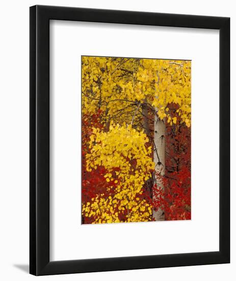 Aspen Trees with Golden Leaves, Wenatchee National Forest, Washington, USA-Jamie & Judy Wild-Framed Photographic Print