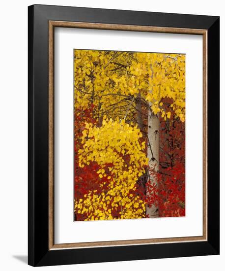 Aspen Trees with Golden Leaves, Wenatchee National Forest, Washington, USA-Jamie & Judy Wild-Framed Photographic Print