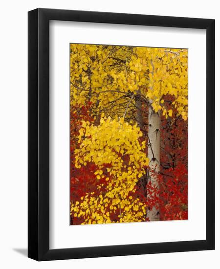 Aspen Trees with Golden Leaves, Wenatchee National Forest, Washington, USA-Jamie & Judy Wild-Framed Photographic Print