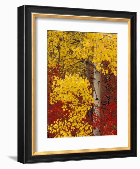 Aspen Trees with Golden Leaves, Wenatchee National Forest, Washington, USA-Jamie & Judy Wild-Framed Photographic Print