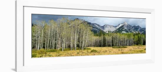 Aspen Trees with Mountains in the Background, Bow Valley Parkway, Banff National Park, Alberta-null-Framed Photographic Print