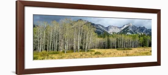 Aspen Trees with Mountains in the Background, Bow Valley Parkway, Banff National Park, Alberta-null-Framed Photographic Print