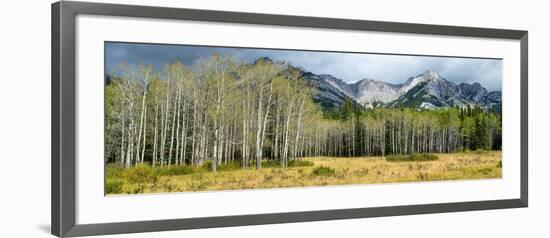 Aspen Trees with Mountains in the Background, Bow Valley Parkway, Banff National Park, Alberta-null-Framed Photographic Print