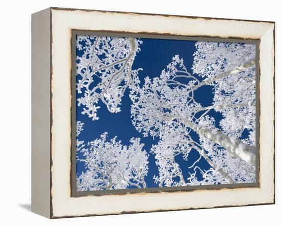 Aspen Trees with Snow-Grafton Smith-Framed Premier Image Canvas