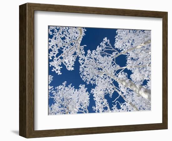 Aspen Trees with Snow-Grafton Smith-Framed Photographic Print