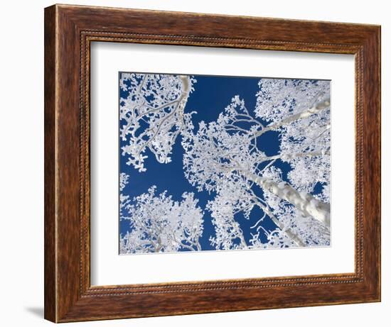 Aspen Trees with Snow-Grafton Smith-Framed Photographic Print