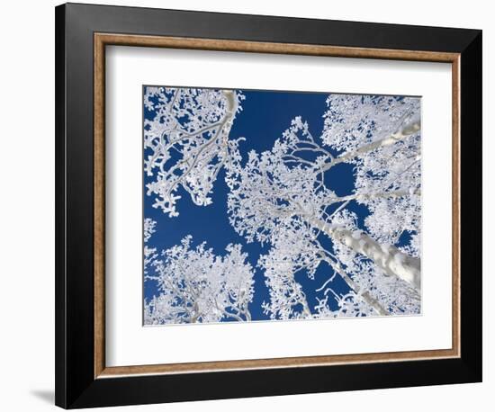 Aspen Trees with Snow-Grafton Smith-Framed Photographic Print