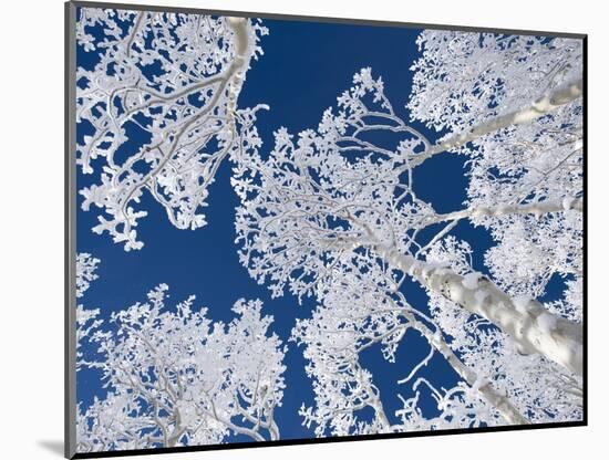 Aspen Trees with Snow-Grafton Smith-Mounted Photographic Print
