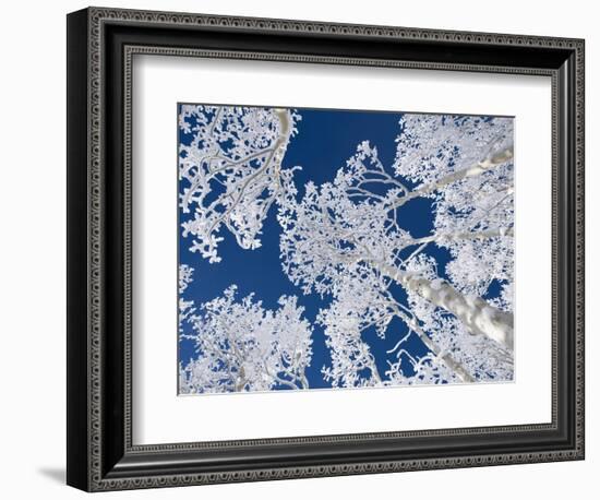 Aspen Trees with Snow-Grafton Smith-Framed Photographic Print