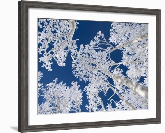 Aspen Trees with Snow-Grafton Smith-Framed Photographic Print