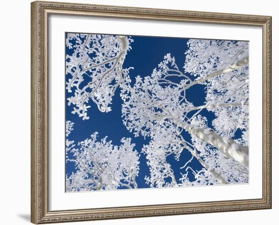 Aspen Trees with Snow-Grafton Smith-Framed Photographic Print