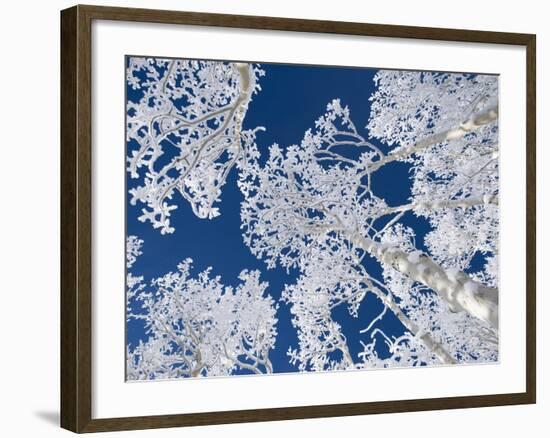 Aspen Trees with Snow-Grafton Smith-Framed Photographic Print